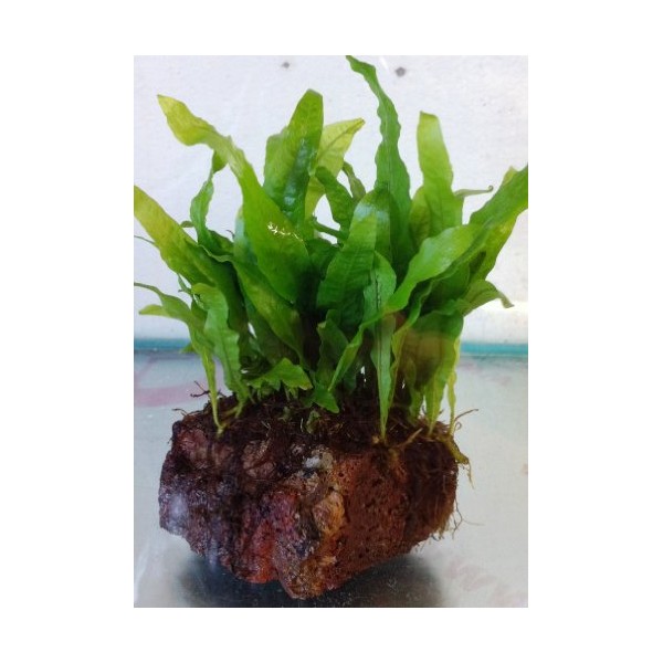 Its a Fishy Biziness Java Fern On Lava Rock (Microsorium Pteropus) Live Plants