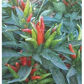 Pepper Hot Thai Great Heirloom Vegetable by Seed Kingdom Bulk 1 OZ Seeds