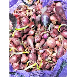 TomorrowSeeds - Karmen Red Onion Sets (Bulbs) - 25+ Count - for 2025 Planting Seeds Gardening Sweet Excellent Storage Noon Intermediate Day Neutral Onions Grow Your Own Home Farm Patio Healthy