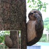 Sloth Sculpture Hand Painted Finish Resin Vivid 22x10x14.5cm Outdoor Sloth