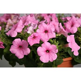 25 Seeds Petunia Seeds Petunia Explorer Pink Pelleted edlcy (Seeds)