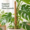 Moss Pole for Climbing Indoor Plants – Plant Fiber Support