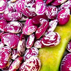TomorrowSeeds - Christmas Pole Lima Bean Seeds - 20+ Count Packet - for 2025 Planting Garden Seed Red Speckled Limas Beans Large Calico