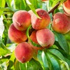 Contender Peach Tree, Cold Tolerant, Freestone Pit, Self-Pollinating, 1 gal