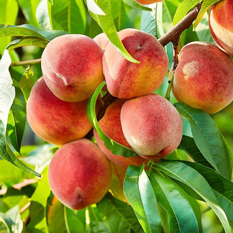 Contender Peach Tree, Cold Tolerant, Freestone Pit, Self-Pollinating, 1 gal