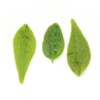 GOARTEA Ku Ding Tea 250g / 8.8oz Supreme Grade Bitter