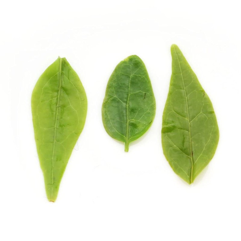 GOARTEA Ku Ding Tea 250g / 8.8oz Supreme Grade Bitter