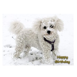 Bichon Frise Dog Birthday Greeting Card