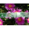 Happy Garden 20 Fresh Cuttings Ice Plant,Purple Pink Color, Ground
