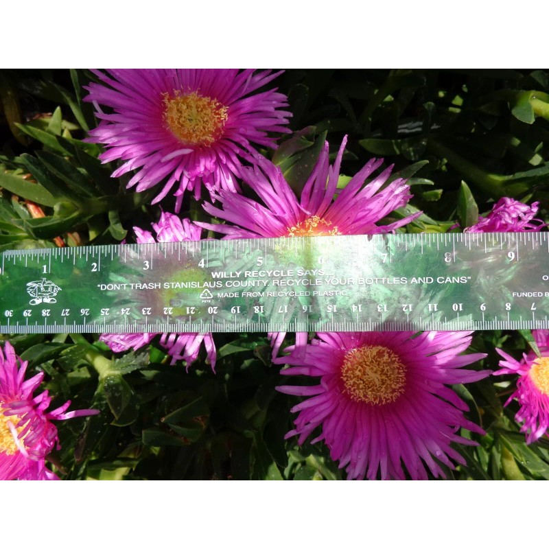 Happy Garden 20 Fresh Cuttings Ice Plant,Purple Pink Color, Ground