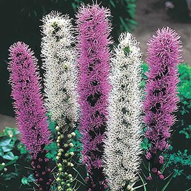White Liatris Spicata - 10 Bulbs - Blazing Star