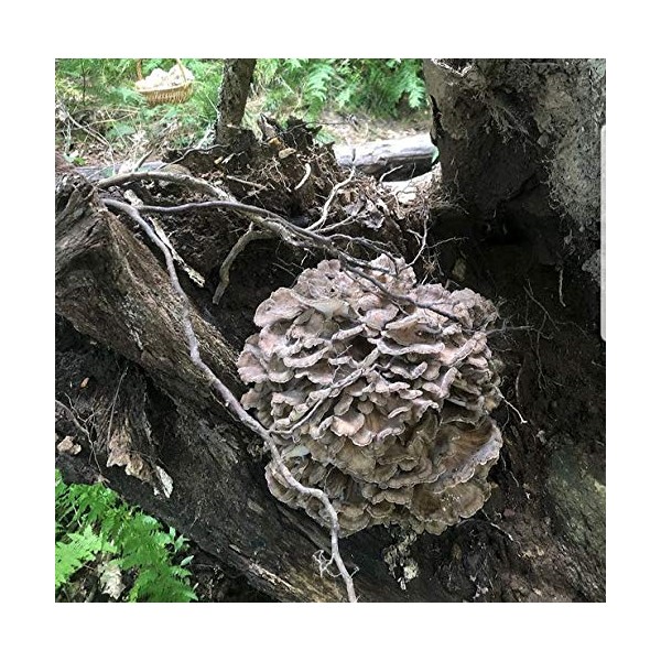 100 Maitake Mushroom Spawn Plugs to Grow Gourmet and Medicinal