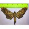 MPSP 10 Sphingidae A+/A- SALE Butterflies Moths