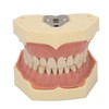 Dental Teaching Model Soft Gum 32 Teeth Dental Demonstration Teeth