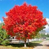 25+ Red Maple Seeds for Planting - Heirloom Maple Tree