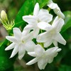 Blend Essential Oil