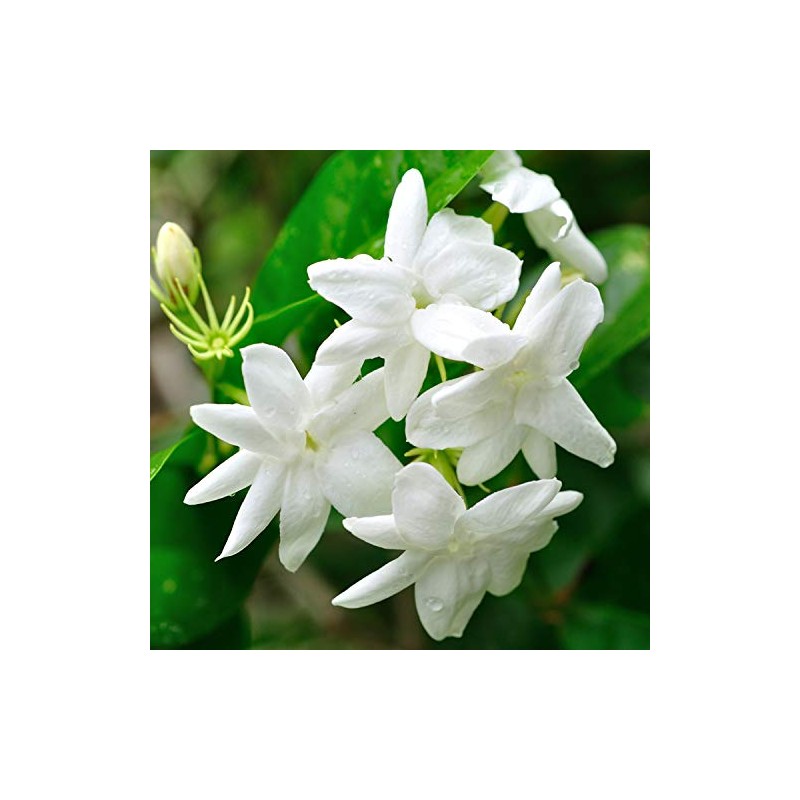 Blend Essential Oil