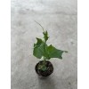 Chayote Plant With Pot 8” Live Plant Ready To Plant