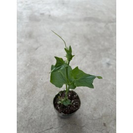 Chayote Plant With Pot 8” Live Plant Ready To Plant