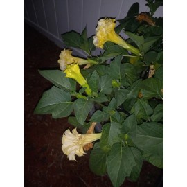 Seeds Datura Ballerina Double Triple Yellow | Devil's Trumpet Flowers   | 15 SEEDS