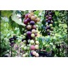 Grapevine Kyoho Grape With Pot 8” Seedling Fast Grow Ready
