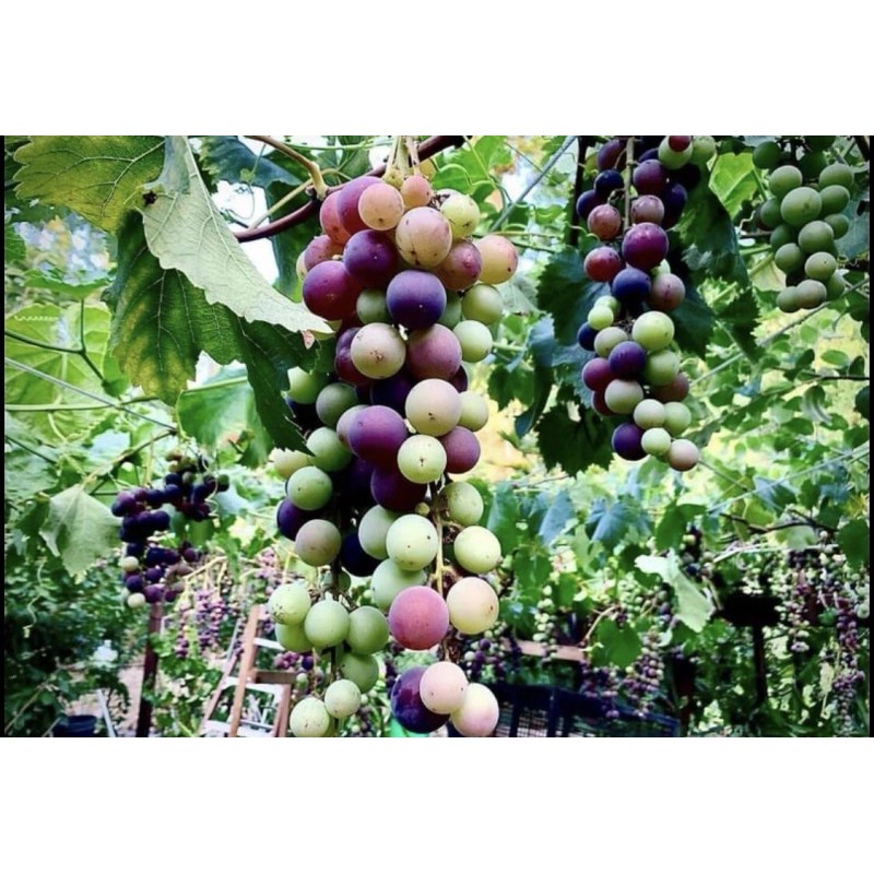 Grapevine Kyoho Grape With Pot 8” Seedling Fast Grow Ready