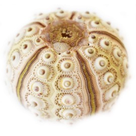 1 Sputnik Sea Urchin Shells 2" Beach Crafts Ocean Arts Coastal Nautical Decor Air Plants