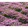 Mix Creeping Thyme Seeds for Planting, Ground Cover Plants -
