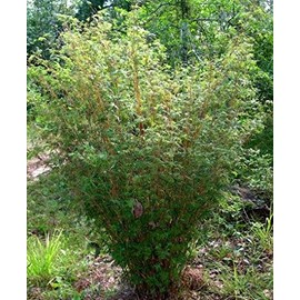 Large 3'-4' Tall Bambusa Multiplex 'Fern Leaf' Clumping Bamboo, 1 Size Live Plant