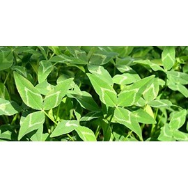 Yuchi Arrowleaf Clover Seed 5lb Bag