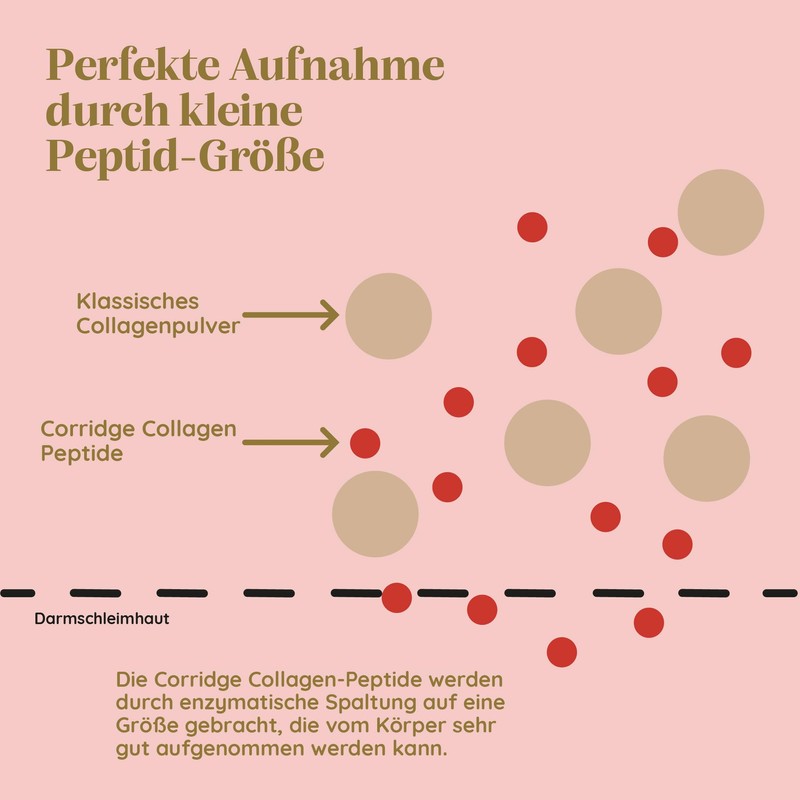 Collagenpulver von Corridge® - Das Original - Premium Collagen Hydrolysat