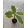 Avocado Tree Live Plant 15” Ready To Plant