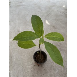 Avocado Tree Live Plant 15” Ready To Plant