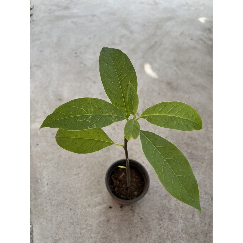 Avocado Tree Live Plant 15” Ready To Plant