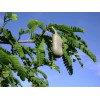 Buy Rare Seeds Tamarindus indica | Tamarind Tree | 10_Seeds