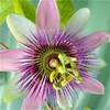 50pcs Mix Color Passion Flower Seeds Rare Potted Plants for