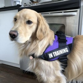 Service Dog in Training Patch, in Training Tag, Removable to Collar, Harness (Black Patch-Medium-1.18 x 4.33)
