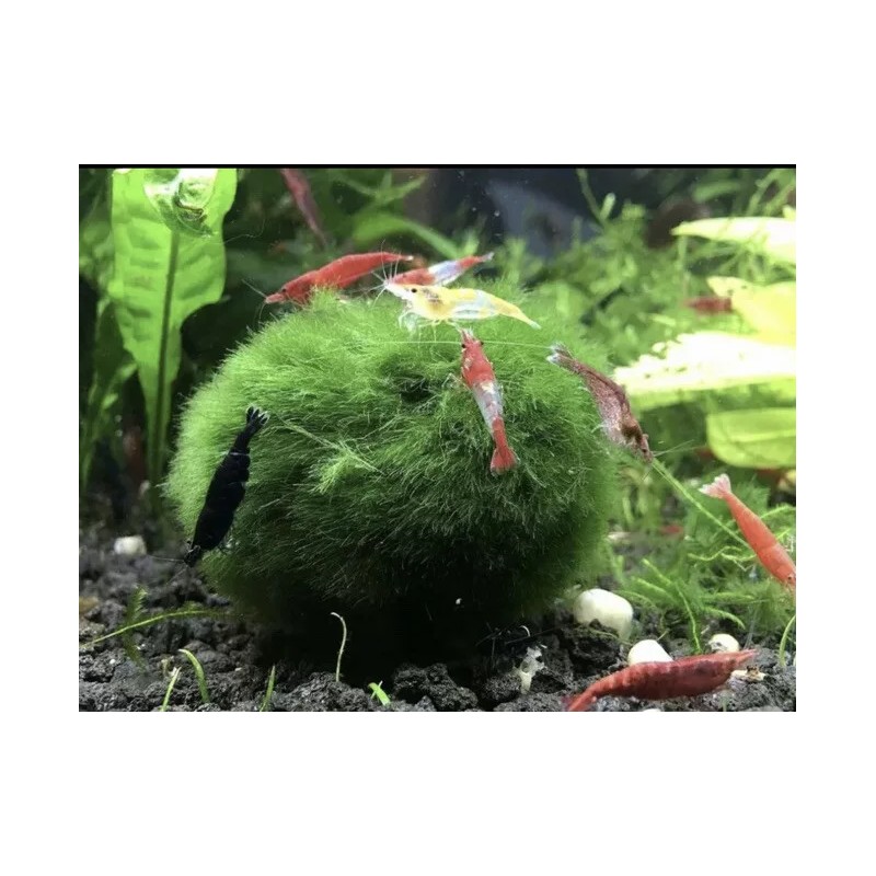 New Marimo Moss 3 Balls 0.5 inch (1.3cm) (Cladophora) Live