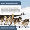 Chew + Heal Labs Senior Dog Vision and Cognition Chews
