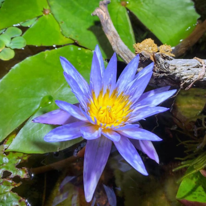 4 Pack Live Water Lily Tubers Plants Colorful Pond Freshwater