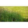 500 Timothy (Climax) Seeds, Hay, Deer, Wildlife Food Plot Seed,