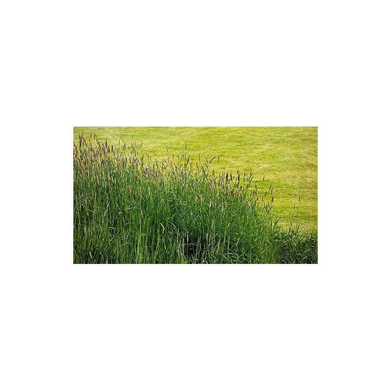 500 Timothy (Climax) Seeds, Hay, Deer, Wildlife Food Plot Seed,