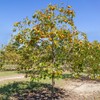 Persimmon Trees (Fuyugaki, 5 gal.) (Due to Agricultural Laws, we