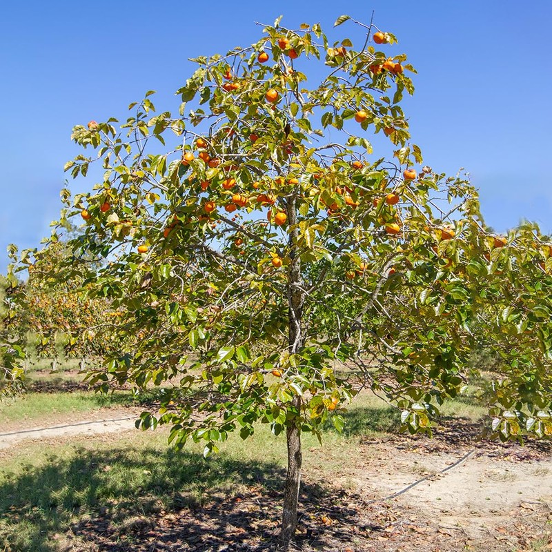 Persimmon Trees (Fuyugaki, 5 gal.) (Due to Agricultural Laws, we