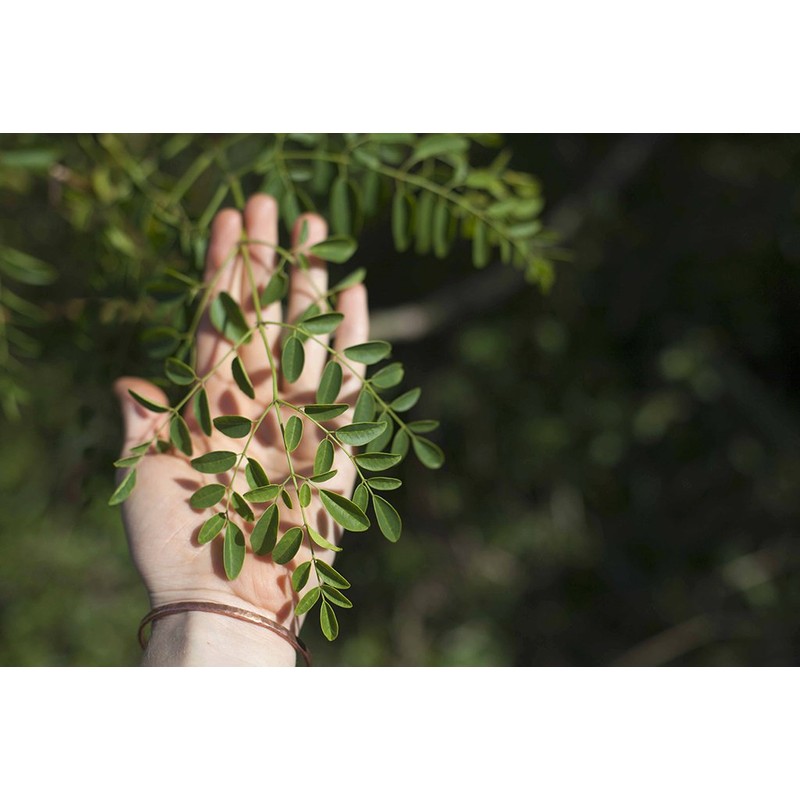 Moringa Leaf Extract 1 Fluid oz. *Mauifarmacy Grown USA*