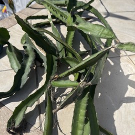 Cactus Box Full Of  Dragon Fruit  cuttings 8-14 inches long check The Description ￼ ￼