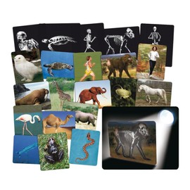 ROYLCO - X-ray Images Animal and Human - Educational Material Biology Teaching Skeleton