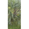 Fresh Pindo Palm | Jelly Palm | Butia Odorata |