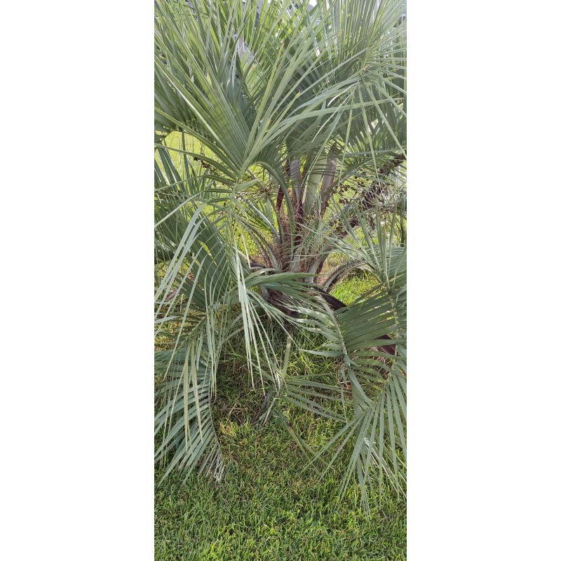 Fresh Pindo Palm | Jelly Palm | Butia Odorata |