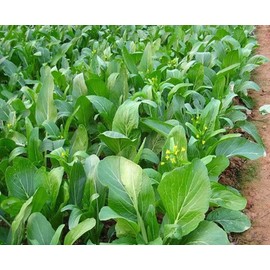3500+ Premium Yu Choy Sum Seeds for Planting – Fast Growing, Low Maintainance, Heat and Cold Tolerant – High-Yielding Non-GMO Heirloom Seeds
